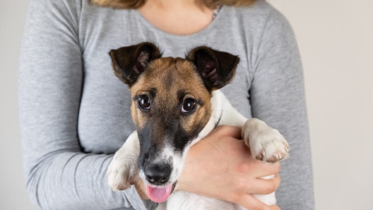 10 Energetic Traits That Make the Smooth Fox Terrier Stand Out 7 10 Energetic Traits That Make the Smooth Fox Terrier Stand Out - smooth fox terrier with owner ss1262386429