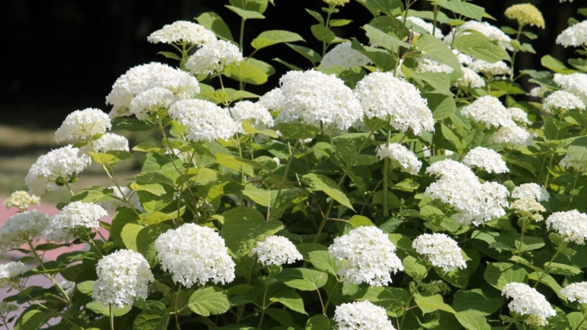 32 White Flowers That Bring Elegance to Your Backyard 10 32 White Flowers That Bring Elegance to Your Backyard - smooth hydrangea ss1312274816