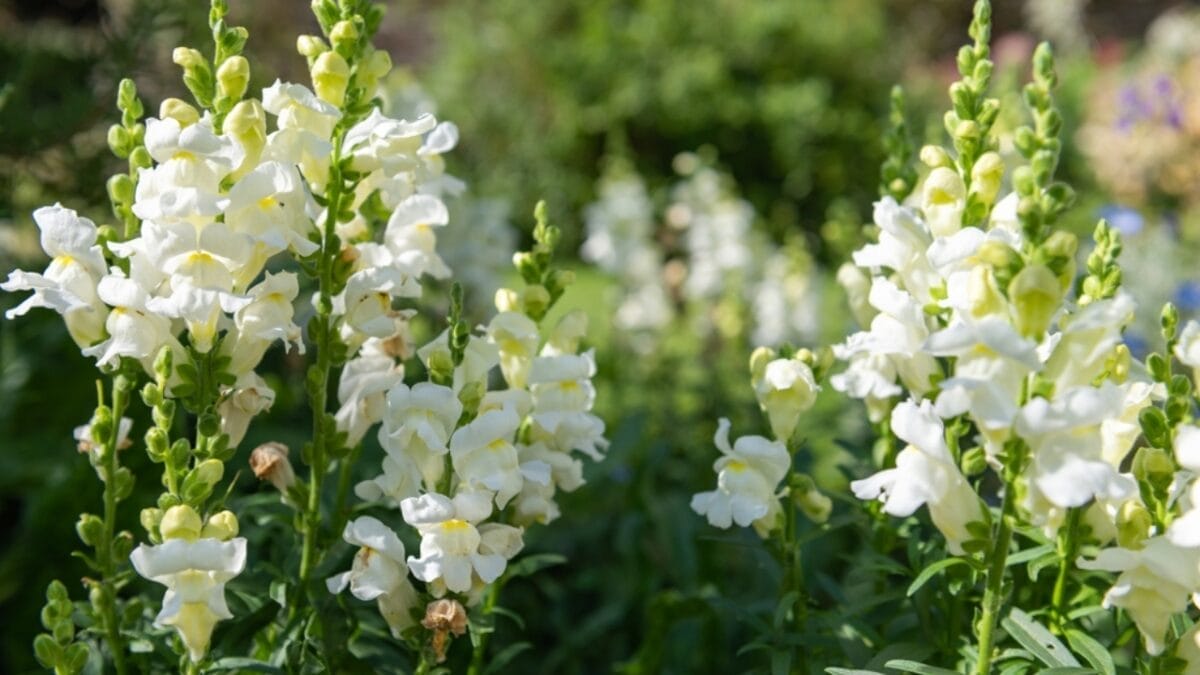 This Simple Deadheading Tweak Transforms Your Garden Flowers into the Biggest, Brightest Blooms 8 This Simple Deadheading Tweak Transforms Your Garden Flowers into the Biggest, Brightest Blooms - snapdragon plant ss2084020870