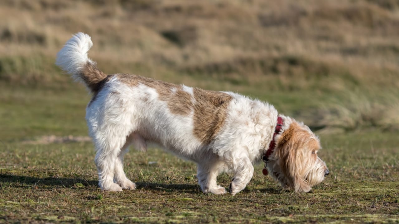 Petit Basset Griffon Vendeen: 7 Reasons This Hound Stands Out - sniff petit basset griffon ss1670181208