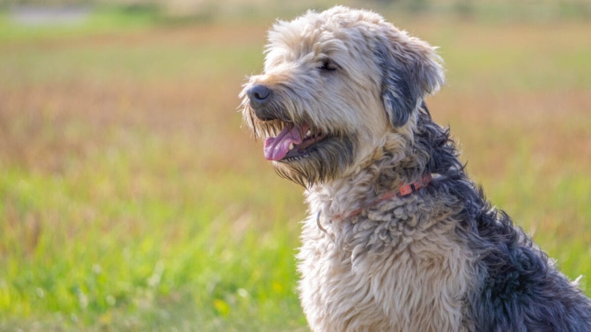 Soft-Coated Wheaten Terriers: What to Expect Before Bringing One Home 2 Soft-Coated Wheaten Terriers: What to Expect Before Bringing One Home - soft wheaten terrier dog face side ss1669190713