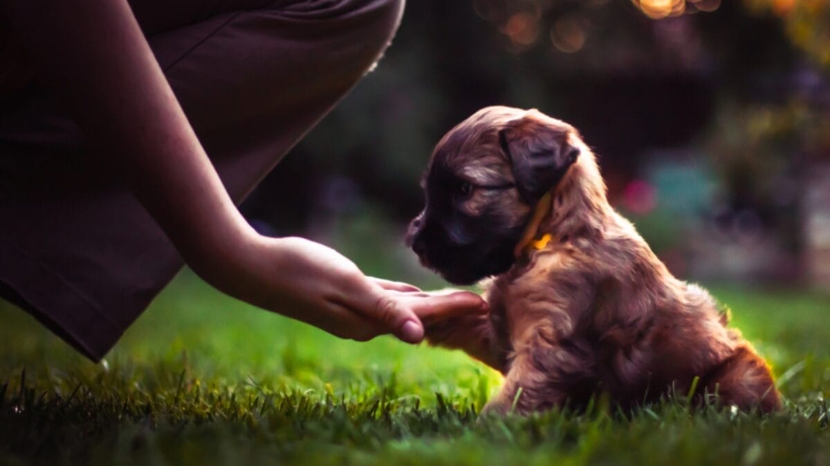 Soft-Coated Wheaten Terriers: What to Expect Before Bringing One Home 7 Soft-Coated Wheaten Terriers: What to Expect Before Bringing One Home - soft wheaten terrier dog holding hand ss1397953955