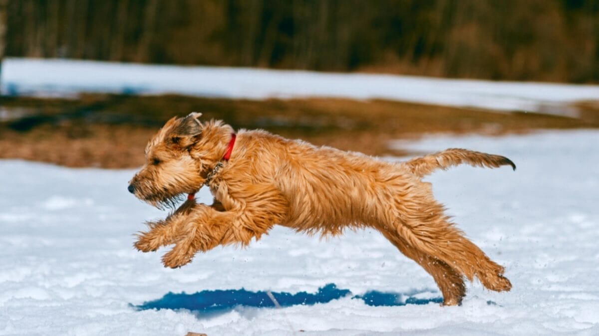 Soft-Coated Wheaten Terriers: What to Expect Before Bringing One Home 4 Soft-Coated Wheaten Terriers: What to Expect Before Bringing One Home - soft wheaten terrier dog jumping snow ss1856544580