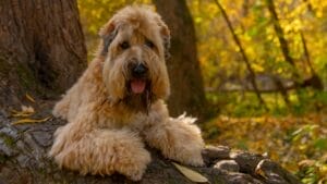 Soft-Coated Wheaten Terriers: What to Expect Before Bringing One Home 1 Soft-Coated Wheaten Terriers: What to Expect Before Bringing One Home - soft wheaten terrier dog on tree branch ss1525019573 1