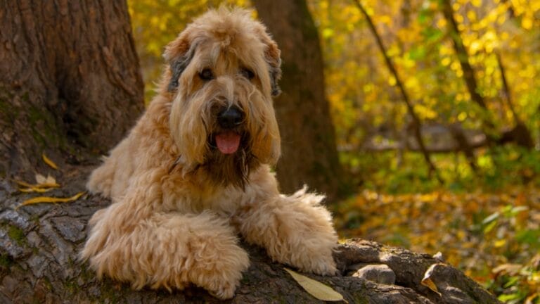 Soft-Coated Wheaten Terriers: What to Expect Before Bringing One Home 8 Soft-Coated Wheaten Terriers: What to Expect Before Bringing One Home - soft wheaten terrier dog on tree branch ss1525019573 1