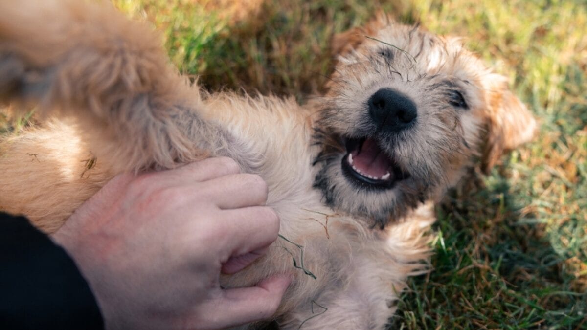 25 Extraordinary Ways to Bond With Your Dog Beyond the Leash 6 25 Extraordinary Ways to Bond With Your Dog Beyond the Leash - soft wheaten terrier dog playing with human ss2455653081