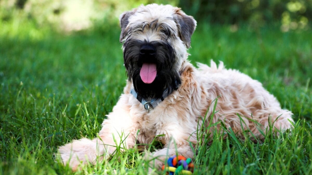 Soft-Coated Wheaten Terriers: What to Expect Before Bringing One Home 8 Soft-Coated Wheaten Terriers: What to Expect Before Bringing One Home - soft wheaten terrier dog sitting grass ss25389718
