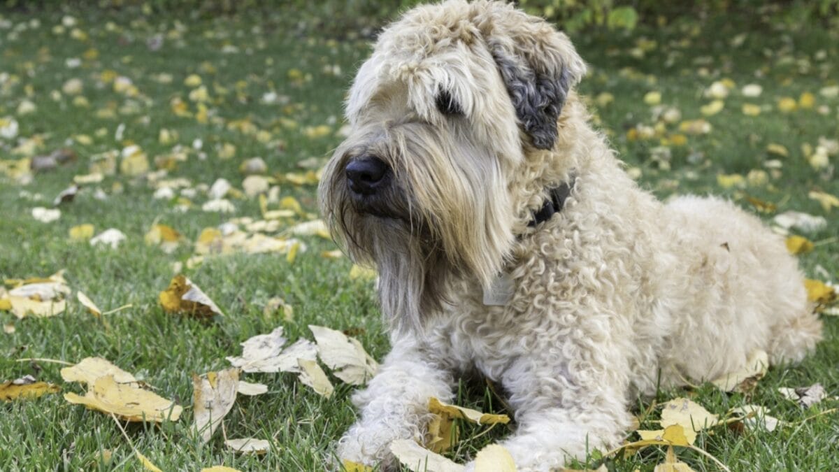 Soft-Coated Wheaten Terriers: What to Expect Before Bringing One Home 11 Soft-Coated Wheaten Terriers: What to Expect Before Bringing One Home - soft wheaten terrier dog sitting leaves ss325898720