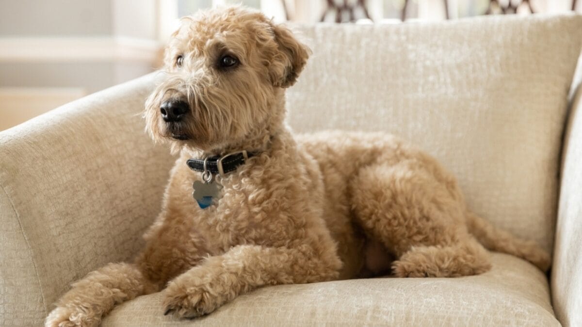 35 Fun Ways to Keep Your Dog Entertained Indoors - soft wheaten terrier dog sitting on couch ss2293533519