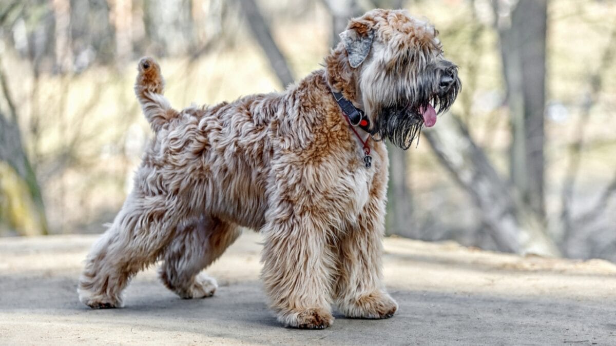 Soft-Coated Wheaten Terriers: What to Expect Before Bringing One Home 9 Soft-Coated Wheaten Terriers: What to Expect Before Bringing One Home - soft wheaten terrier dog standing on cement ss469476521