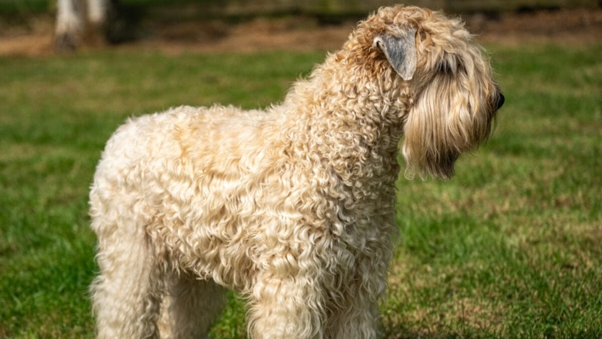 Soft-Coated Wheaten Terriers: What to Expect Before Bringing One Home 6 Soft-Coated Wheaten Terriers: What to Expect Before Bringing One Home - soft wheaten terrier dog standing side ss2332400277