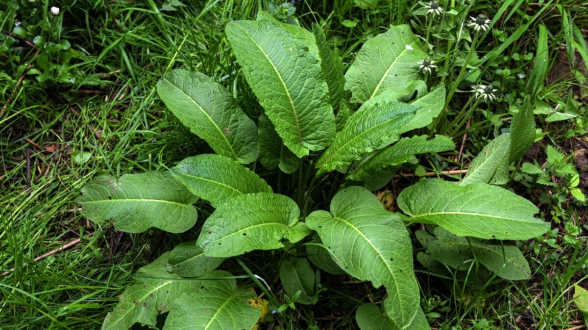20 Herbs That Keep Giving: Grow Them Once, Enjoy Them for Years 15 20 Herbs That Keep Giving: Grow Them Once, Enjoy Them for Years - sorrel plant dp655535514
