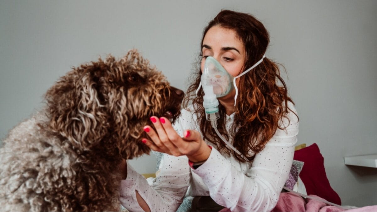 10 Things You Should Know Before Getting a Spanish Water Dog 9 10 Things You Should Know Before Getting a Spanish Water Dog - spanish water dog assistant ss1378688966