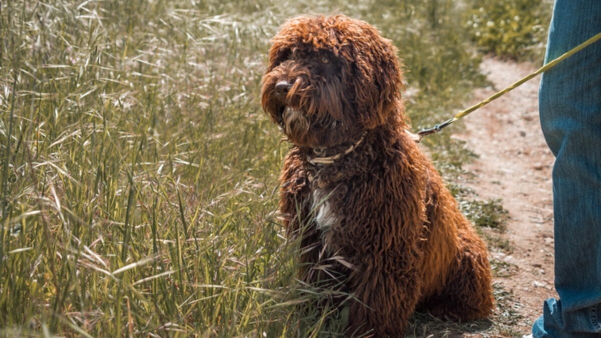 10 Things You Should Know Before Getting a Spanish Water Dog 7 10 Things You Should Know Before Getting a Spanish Water Dog - spanish water dog guard ss1636536919