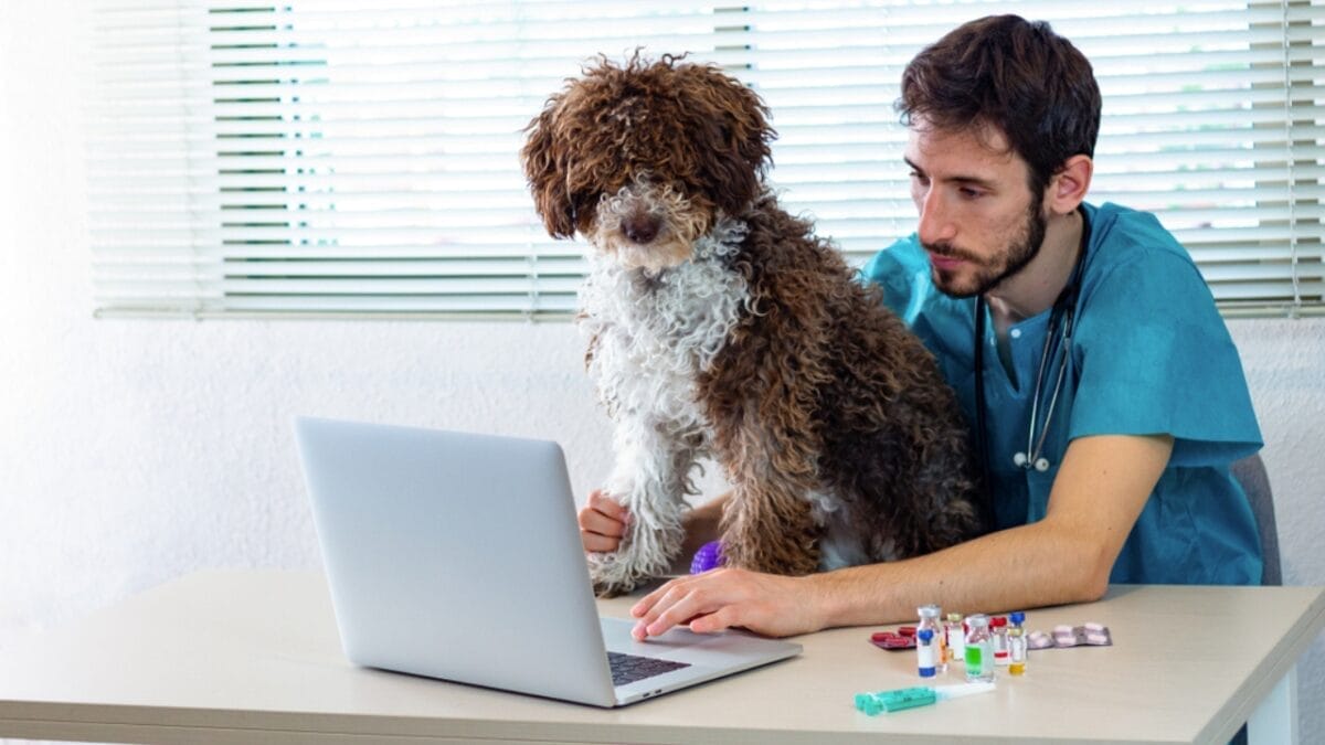 10 Things You Should Know Before Getting a Spanish Water Dog 8 10 Things You Should Know Before Getting a Spanish Water Dog - spanish water dog in vet ss1576008184