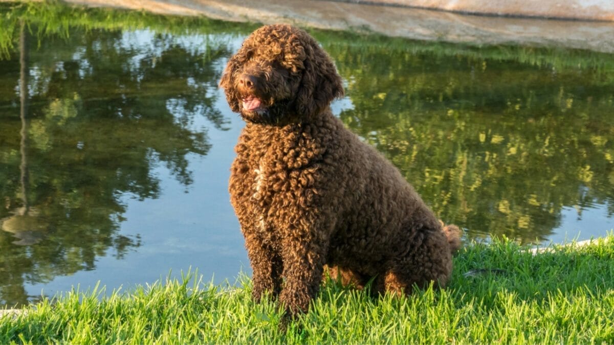 10 Things You Should Know Before Getting a Spanish Water Dog 4 10 Things You Should Know Before Getting a Spanish Water Dog - spanish water dog in water ss1702508920