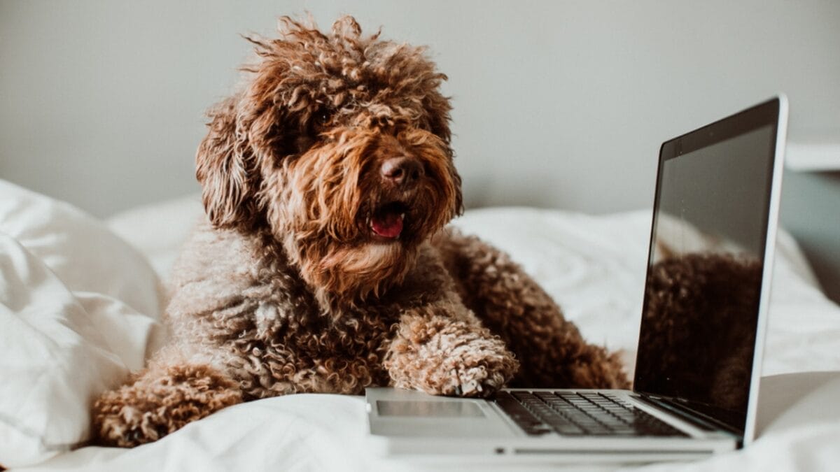 10 Things You Should Know Before Getting a Spanish Water Dog 2 10 Things You Should Know Before Getting a Spanish Water Dog - spanish water dog smart ss1397545685