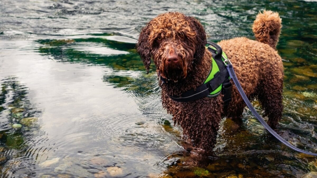 10 Things You Should Know Before Getting a Spanish Water Dog 10 10 Things You Should Know Before Getting a Spanish Water Dog - spanish water dog swimming ss2232455467
