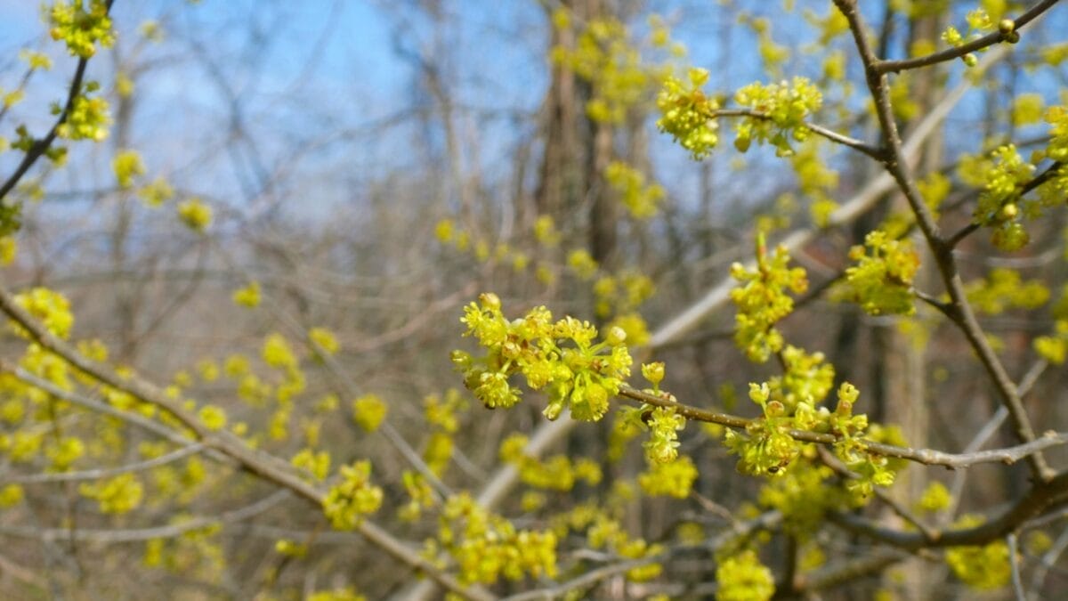 35 Shade-Loving Herbs Perfect for Your Garden 14 35 Shade-Loving Herbs Perfect for Your Garden - spice bush plant ss1689509686