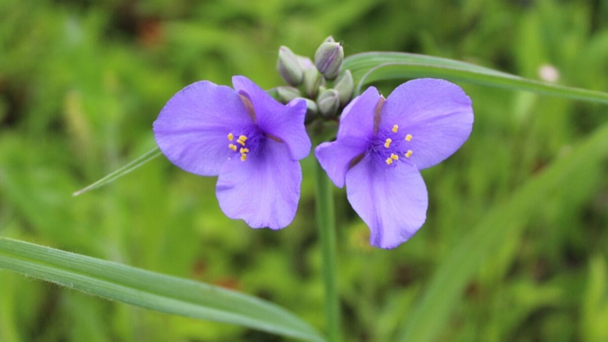 16 Native Plants That Beat the Heat & Drought 5 16 Native Plants That Beat the Heat & Drought - spiderwort ss1566658024