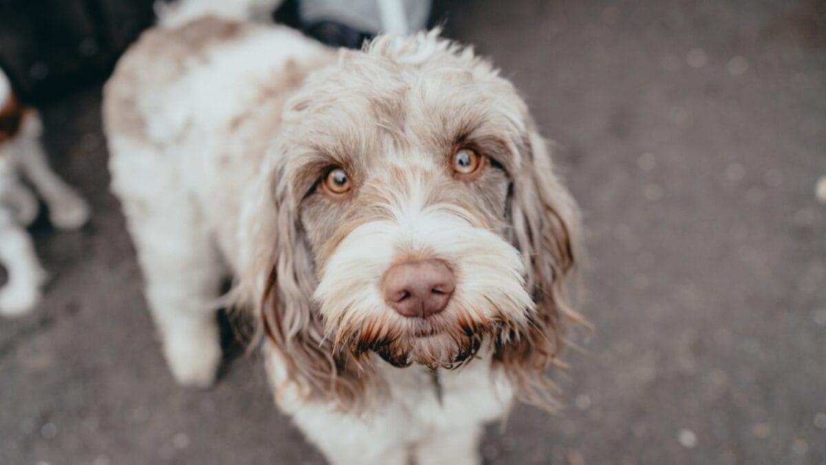10 Charismatic Italian Dog Breeds That Will Steal Your Heart 9 10 Charismatic Italian Dog Breeds That Will Steal Your Heart - spinone italiano dog looking face ss1207305253