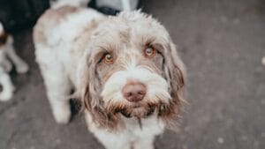Spinone Italiano Owners Share 10 Underrated Benefits of the Breed 1 Spinone Italiano Owners Share 10 Underrated Benefits of the Breed - spinone italiano dog looking face ss1207305253