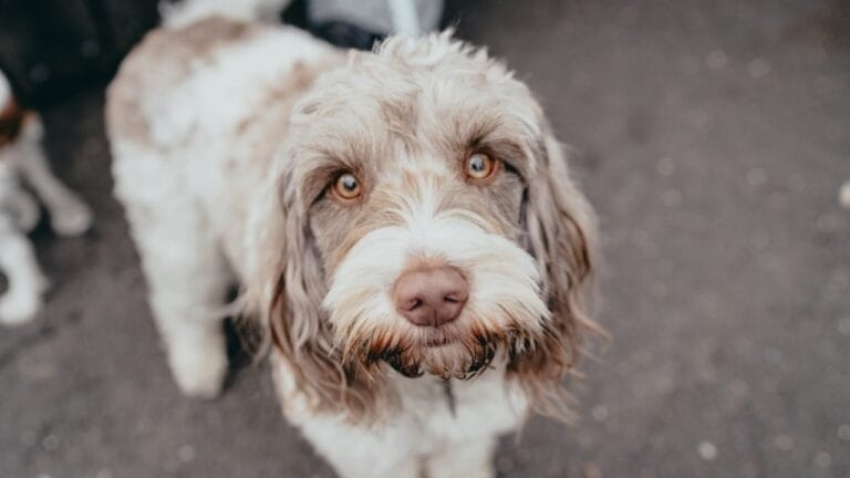 Spinone Italiano Owners Share 10 Underrated Benefits of the Breed 2 Spinone Italiano Owners Share 10 Underrated Benefits of the Breed - spinone italiano dog looking face ss1207305253