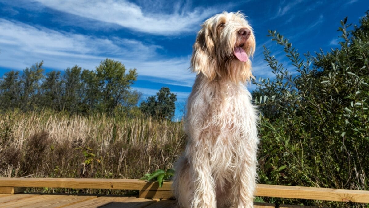Spinone Italiano Owners Share 10 Underrated Benefits of the Breed 3 Spinone Italiano Owners Share 10 Underrated Benefits of the Breed - spinone italiano dog looking up ss706682053