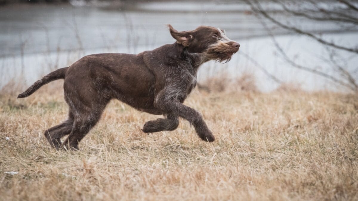 Spinone Italiano Owners Share 10 Underrated Benefits of the Breed 2 Spinone Italiano Owners Share 10 Underrated Benefits of the Breed - spinone italiano dog running ss1659732811