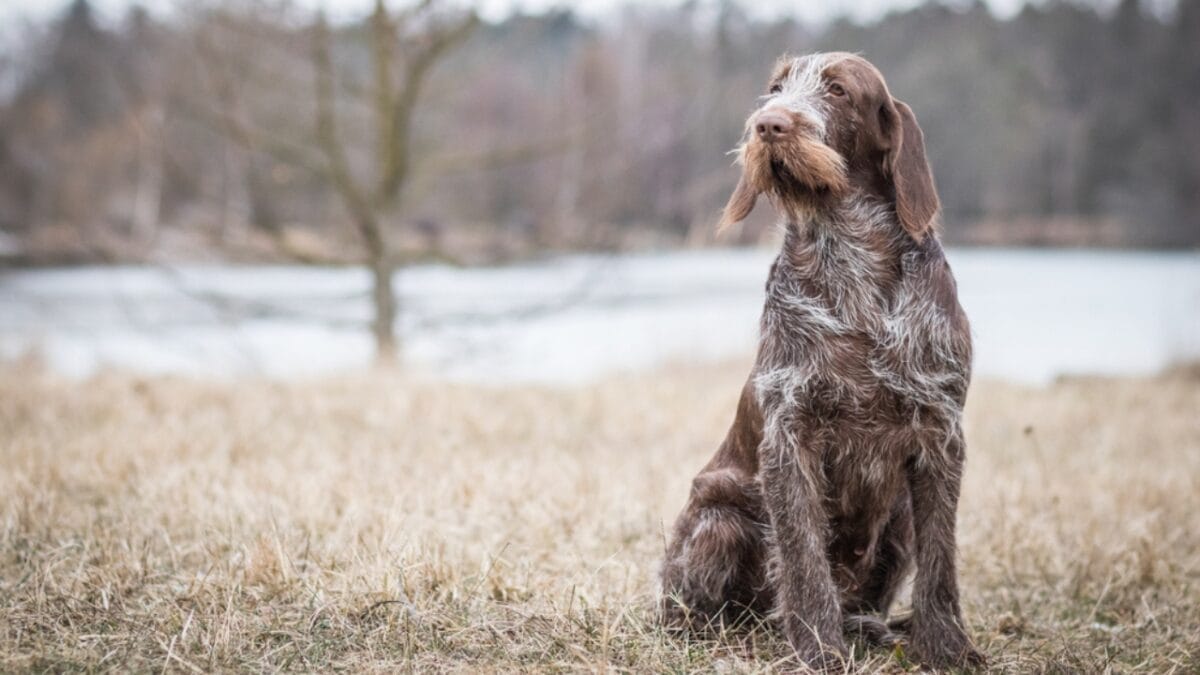 Spinone Italiano Owners Share 10 Underrated Benefits of the Breed 6 Spinone Italiano Owners Share 10 Underrated Benefits of the Breed - spinone italiano dog sitting grass side ss1659726586