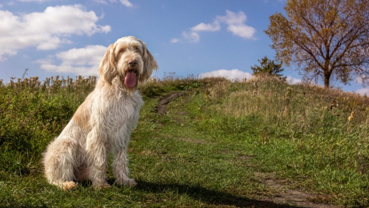 Spinone Italiano Owners Share 10 Underrated Benefits of the Breed 7 Spinone Italiano Owners Share 10 Underrated Benefits of the Breed - spinone italiano dog sitting hillside ss1058128301