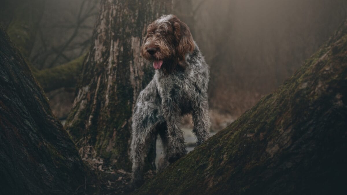 These Dog Breeds Have the Shortest Lifespans—One Breed Lives Just 5 Years - spinone italiano dog standing on tree ss1363190306