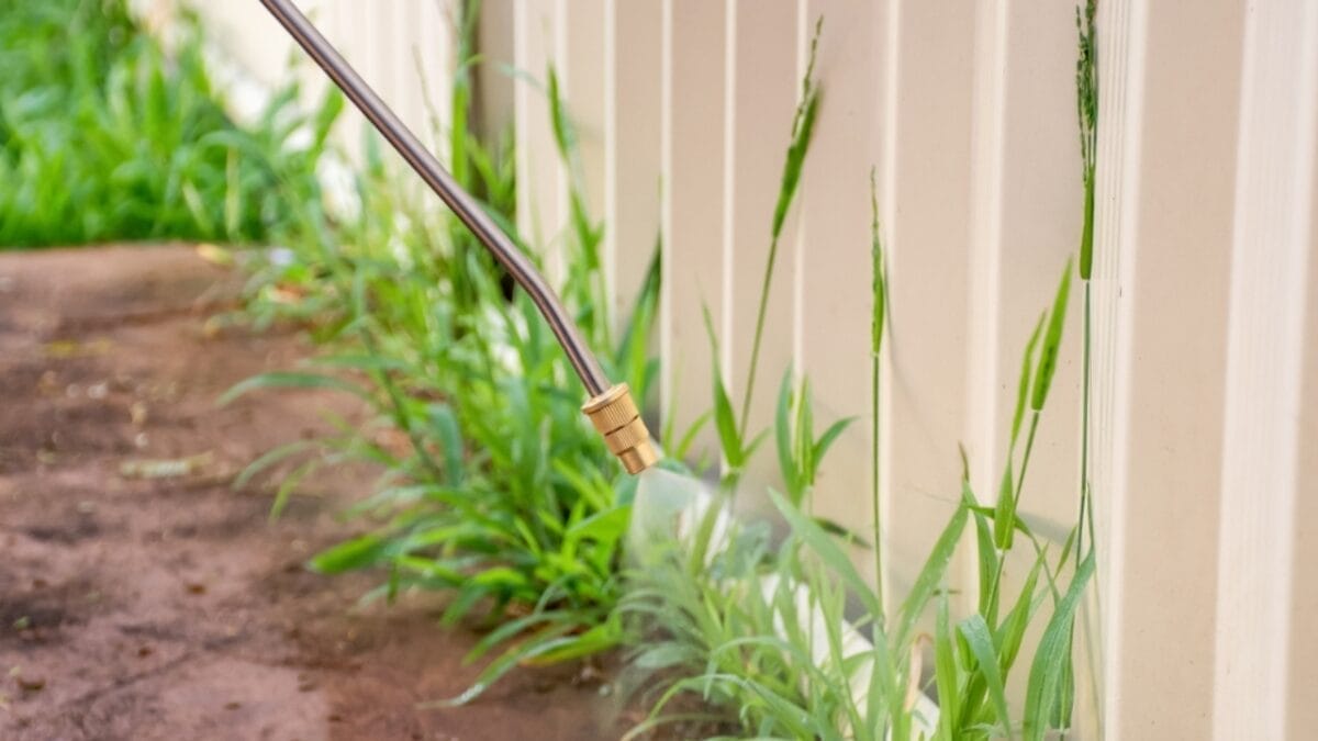 Conquering Crabgrass: Winning the War on Weeds 5 Conquering Crabgrass: Winning the War on Weeds - spraying herbicide crabgrass ss2032094699