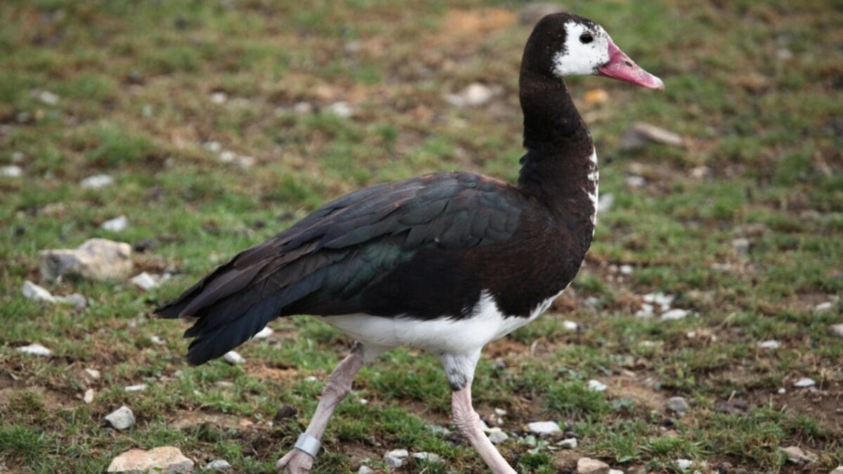 15 Birds That Take Flight at Record-Breaking Speeds 9 15 Birds That Take Flight at Record-Breaking Speeds - spur winged goose ss308857091