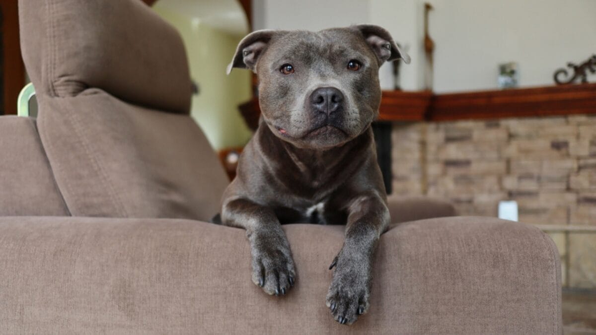 Pit Bull vs. Pit Bull-Type: 8 Myths About Staffordshire Bull Terriers, Debunked 9 Pit Bull vs. Pit Bull-Type: 8 Myths About Staffordshire Bull Terriers, Debunked - staffordshire bull terrier in house ss1874125063