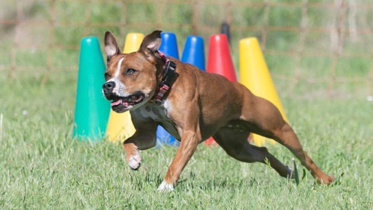 Pit Bull vs. Pit Bull-Type: 8 Myths About Staffordshire Bull Terriers, Debunked 5 Pit Bull vs. Pit Bull-Type: 8 Myths About Staffordshire Bull Terriers, Debunked - staffordshire bull terrier training ss2468580375