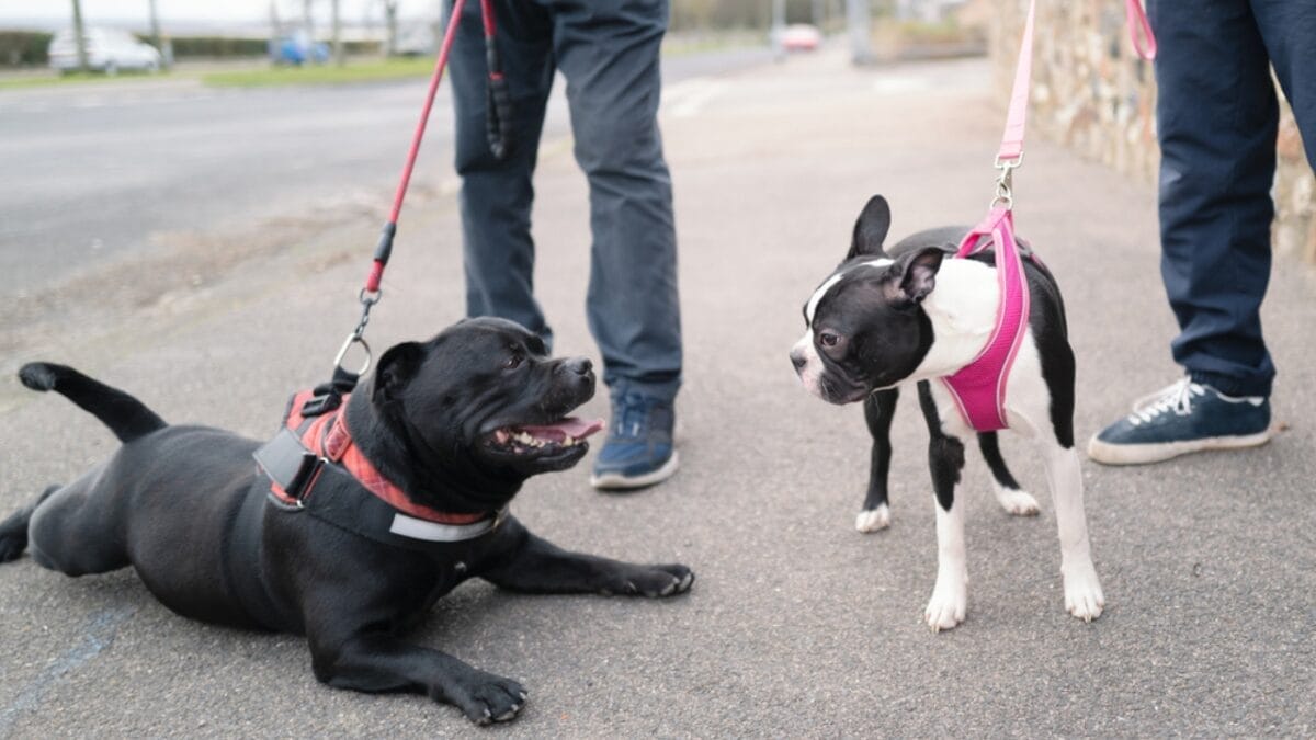 Pit Bull vs. Pit Bull-Type: 8 Myths About Staffordshire Bull Terriers, Debunked 7 Pit Bull vs. Pit Bull-Type: 8 Myths About Staffordshire Bull Terriers, Debunked - staffordshire bull terrier with other dog ss1930665257