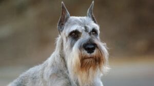 10 Dapper Traits That Make the Standard Schnauzer Breed Truly Unique 1 10 Dapper Traits That Make the Standard Schnauzer Breed Truly Unique - standard schnauzer appearance ss1526802731