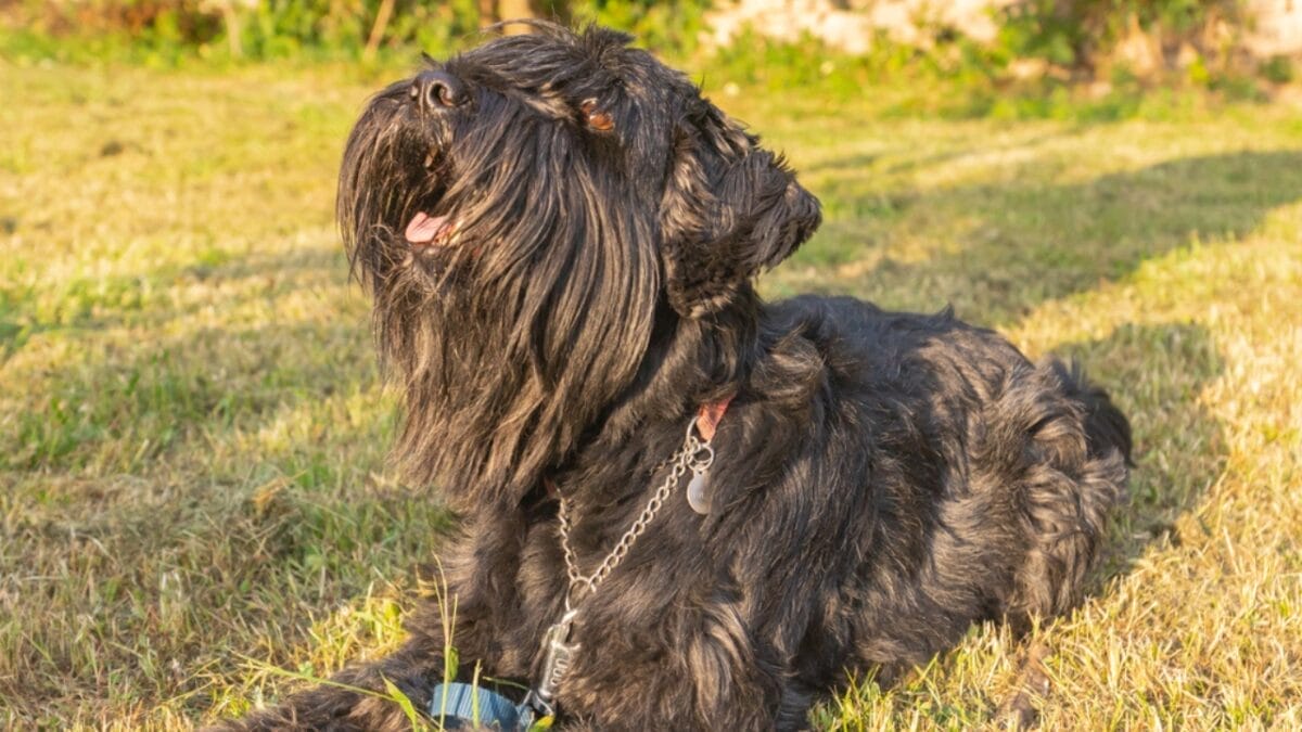 15 Common Reasons Dogs Bark & How to Address Each One 4 15 Common Reasons Dogs Bark & How to Address Each One - standard schnauzer barking ss1864381495