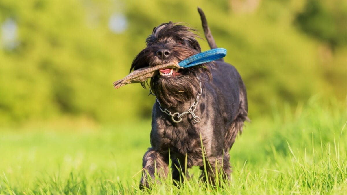 10 Dapper Traits That Make the Standard Schnauzer Breed Truly Unique 5 10 Dapper Traits That Make the Standard Schnauzer Breed Truly Unique - standard schnauzer playing ss720254647