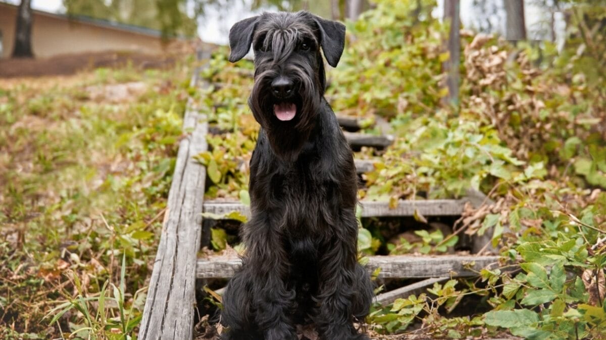 10 Dapper Traits That Make the Standard Schnauzer Breed Truly Unique 11 10 Dapper Traits That Make the Standard Schnauzer Breed Truly Unique - standard schnauzer sitting ss2216003563