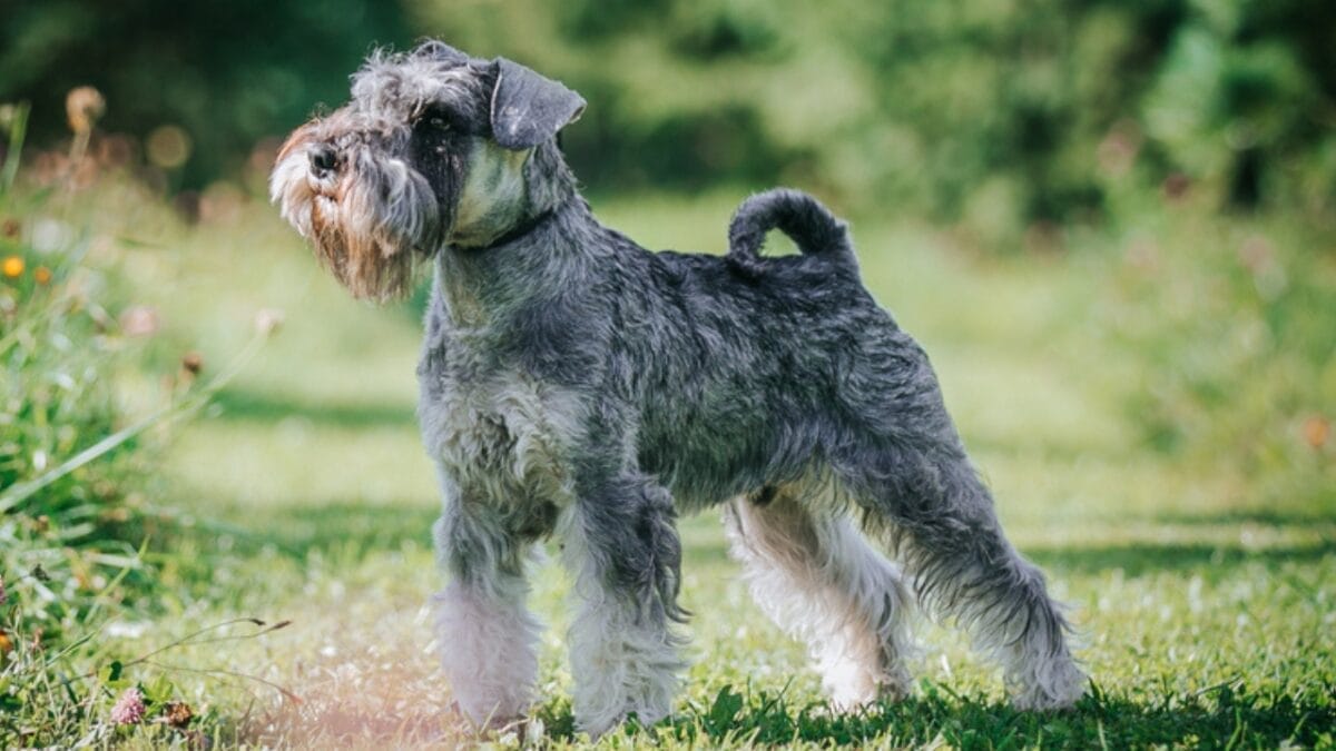 10 Dapper Traits That Make the Standard Schnauzer Breed Truly Unique 3 10 Dapper Traits That Make the Standard Schnauzer Breed Truly Unique - standard schnauzer size ss1850663509