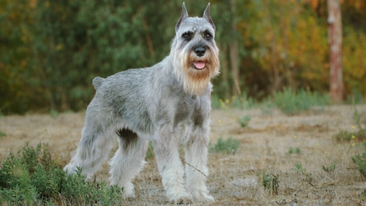 For Brainy Dog Lovers: 25 Highly Intelligent Breeds to Consider 26 For Brainy Dog Lovers: 25 Highly Intelligent Breeds to Consider - standard schnauzer ss1526801771