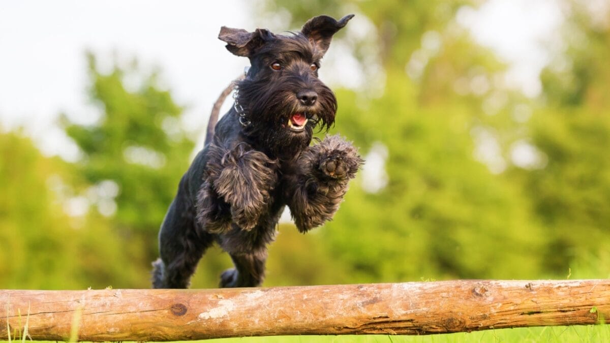 10 Dapper Traits That Make the Standard Schnauzer Breed Truly Unique 4 10 Dapper Traits That Make the Standard Schnauzer Breed Truly Unique - standard schnauzer training ss720237571