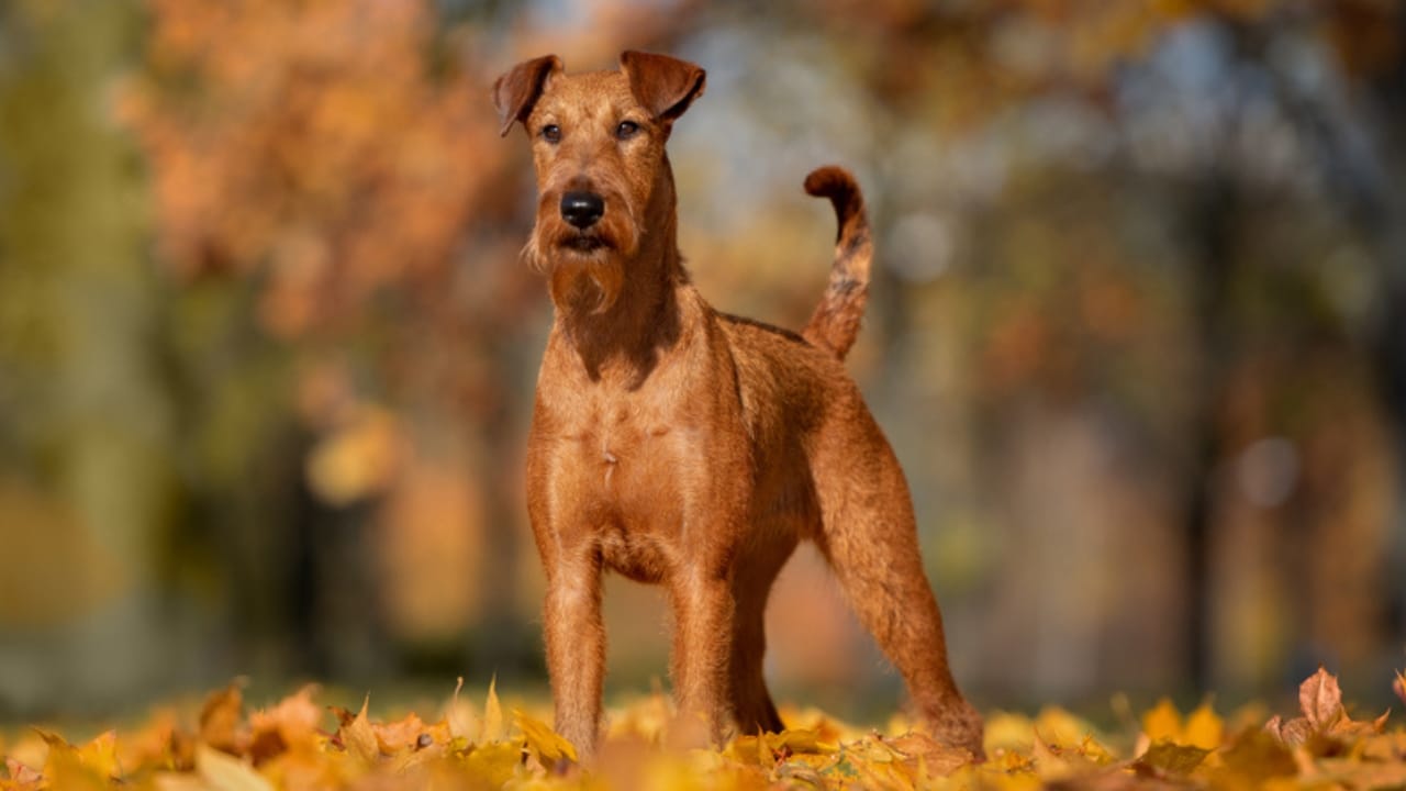10 Irish Terrier Facts That Will Make You Fall in Love with Them 3 10 Irish Terrier Facts That Will Make You Fall in Love with Them - standing irish terrier ss1538273708