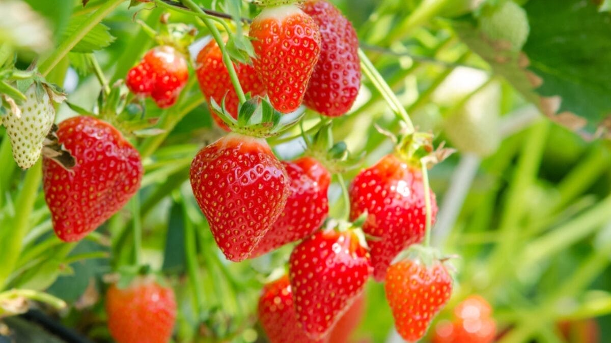 How to Harvest Fresh, Mouthwatering Strawberries in 10 Easy Steps - strawberries ss276960548