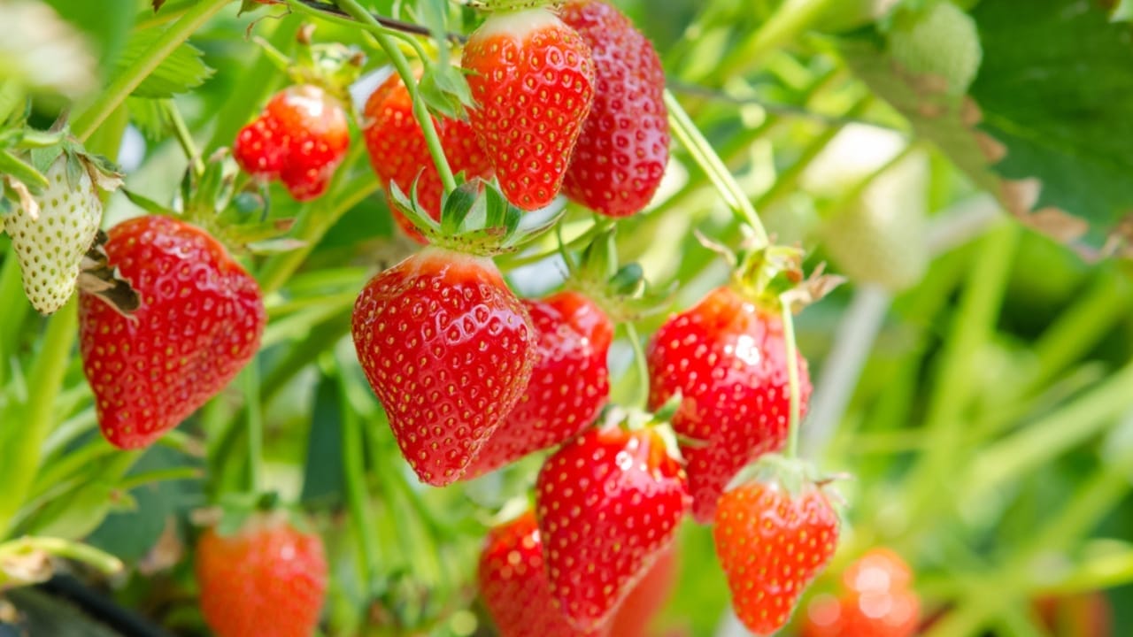 Repurpose an Egg Carton into a Simple Hummingbird Feeder 4 Repurpose an Egg Carton into a Simple Hummingbird Feeder - strawberries ss276960548