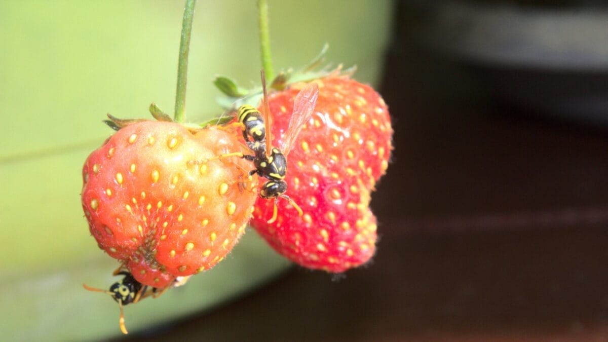 Yes, There Are Bugs in Strawberries— 7 Tips for Safe Removal 8 Yes, There Are Bugs in Strawberries— 7 Tips for Safe Removal - strawberry bugs dp398617724