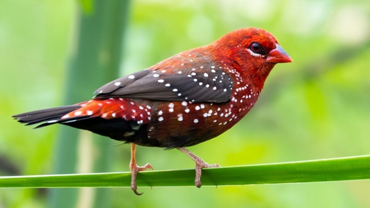The Most Colorful & Beautiful Types of Finches 9 The Most Colorful & Beautiful Types of Finches - strawberry finch ss2389413115