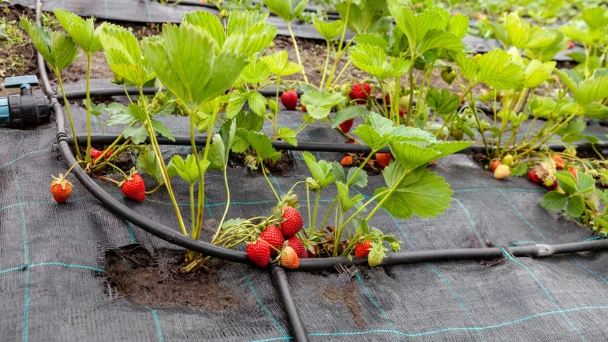 Yes, There Are Bugs in Strawberries— 7 Tips for Safe Removal 7 Yes, There Are Bugs in Strawberries— 7 Tips for Safe Removal - strawberry plant cover dp540057206